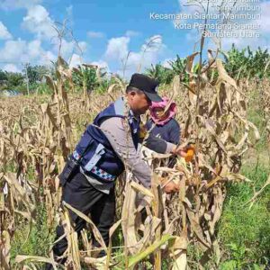 Bhabinkamtibmas Polsek Siantar Marihat Bersama Petani Binaan Panen Jagung