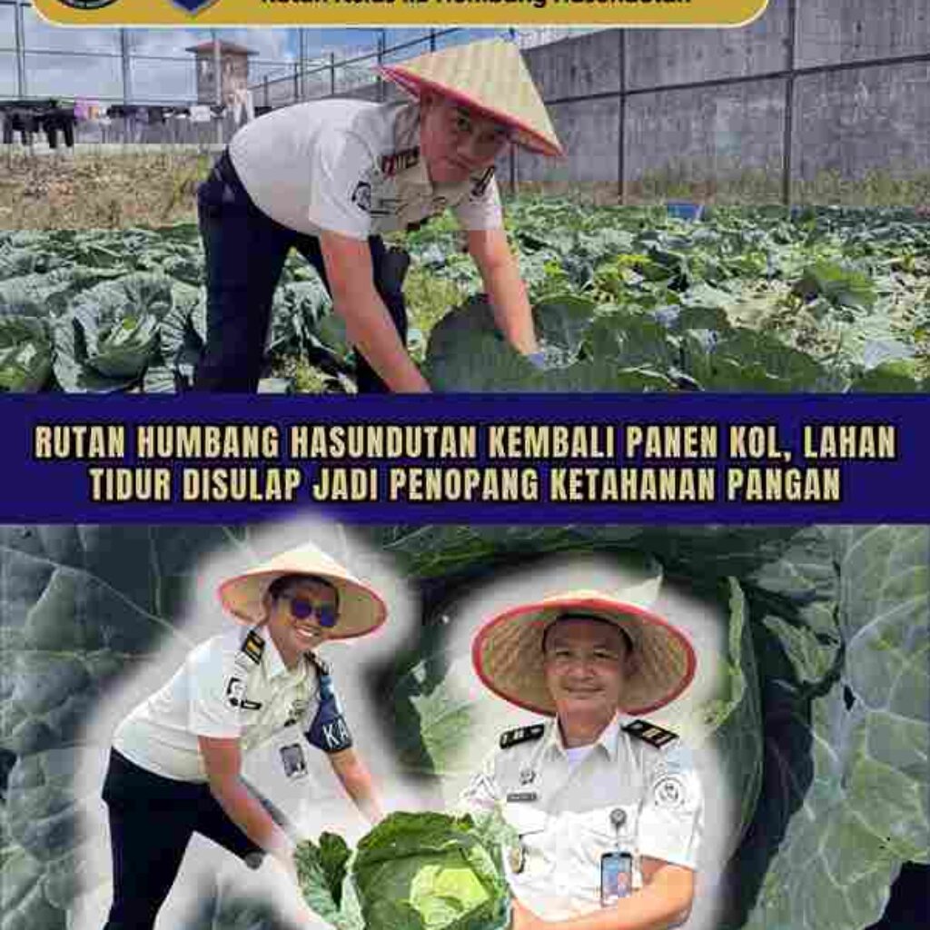 Rutan Humbang Hasundutan Kembali Panen Kol, Lahan Tidur Disulap Jadi Penopang Ketahanan Pangan