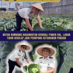 Rutan Humbang Hasundutan Kembali Panen Kol, Lahan Tidur Disulap Jadi Penopang Ketahanan Pangan
