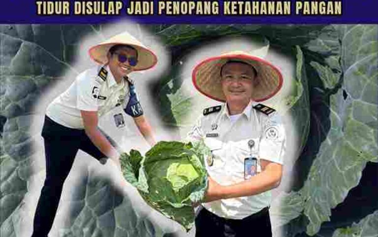 Rutan Humbang Hasundutan Kembali Panen Kol, Lahan Tidur Disulap Jadi Penopang Ketahanan Pangan