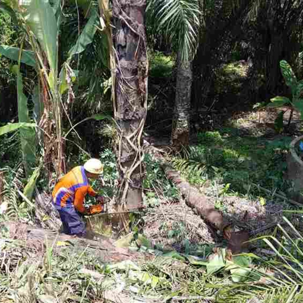 KAI Sumut Pangkas Pohon di 330 Titik Jalur KA Antisipasi Meningkatnya Curah Hujan