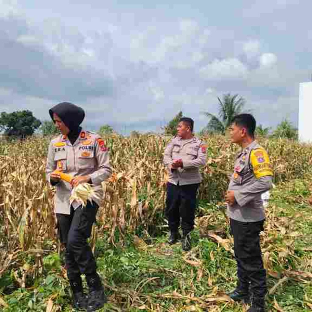 Kapolsek Siantar Selatan Panen Jagung Bersama Petani Binaan di Jalan Mandiri
