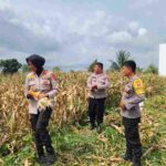 Kapolsek Siantar Selatan Panen Jagung Bersama Petani Binaan di Jalan Mandiri