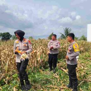 Kapolsek Siantar Selatan Panen Jagung Bersama Petani Binaan di Jalan Mandiri