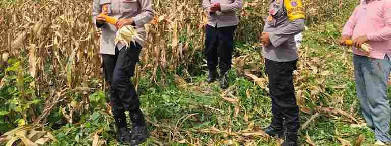 Kapolsek Siantar Selatan Panen Jagung Bersama Petani Binaan di Jalan Mandiri
