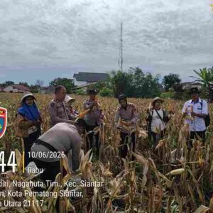 Kapolsek Siantar Selatan Bersama Personil Panen Jagung Bersama Petani Binaan
