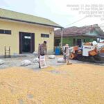 Bhabinkamtibmas Polsek Siantar Marihat Sambangi Petani Binaan Jemur Jagung
