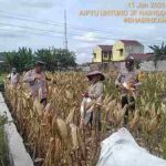 Bhabinkamtibmas Polsek Siantar Selatan Bersama Petani Binaan Panen Jagung