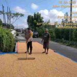 Bhabinkamtibmas Polsek Siantar Selatan Sambangi Warga Jemur Hasil Panen Jagung 