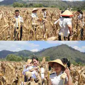 Dukung Ketapang, Rutan Balige Gelar Panen Raya Jagung Bersama