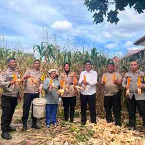 Kapolsek Siantar Selatan Panen Jagung Bersama Warga Binaan 