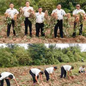 Dukung Ketahanan Pangan, Rutan Sidikalang Gelar Panen Ubi Jalar Taiwan Sesi 1 di Lahan SAE