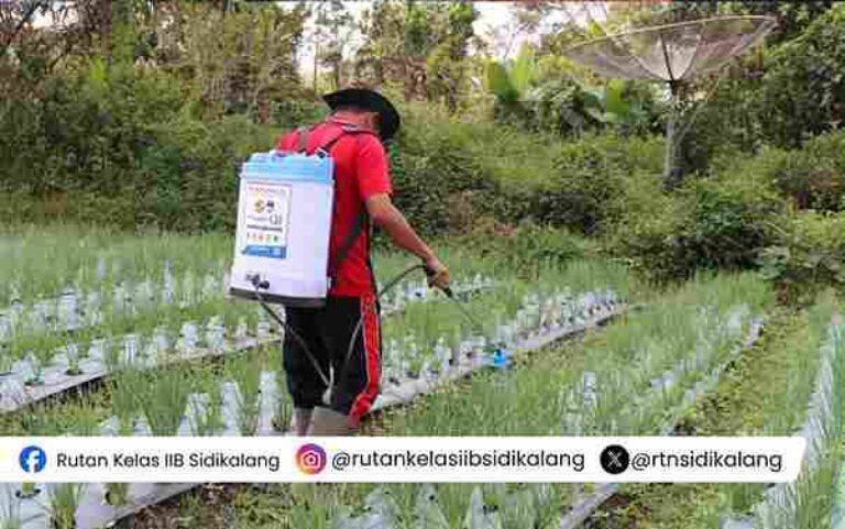Rutan Sidikalang Terus Galakkan Pembinaan Kemandirian, WBP Lakukan Pemeliharaan Tanaman Bawang Merah