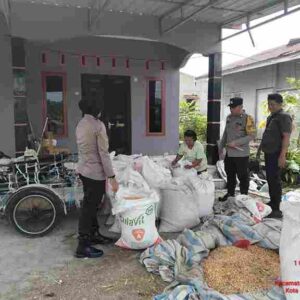 Polsek Siantar Selatan Bersama Petani Binaan Panen Jagung di Jalan Tepian