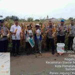 Polsek Siantar Selatan Dampingi Petani Binaan Panen Jagung di Gang Mandiri