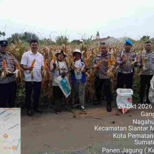 Polsek Siantar Selatan Dampingi Petani Binaan Panen Jagung di Gang Mandiri