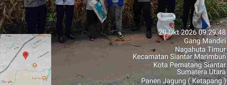 Polsek Siantar Selatan Dampingi Petani Binaan Panen Jagung di Gang Mandiri